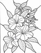 Coloring Plumeria Frangipani Template sketch template