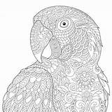 Ara Guacamaya Zentangle Arara Mandalas Papagei Calopsita Coloring Depositphotos Kolorowanki Estilizada Papuga Ausmalen Macaw Parrot Perroquet Stylisé Stress Stylized Stylise sketch template