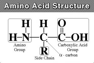 amino acid cmbiwiki