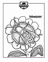 Yellow Coloring Yellowjacket sketch template