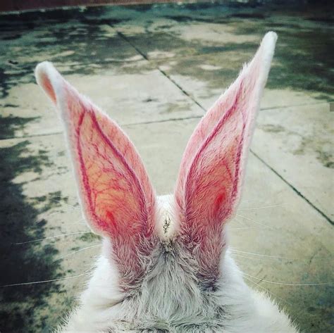 bunny ears closeup rabbit instagram photo oc design