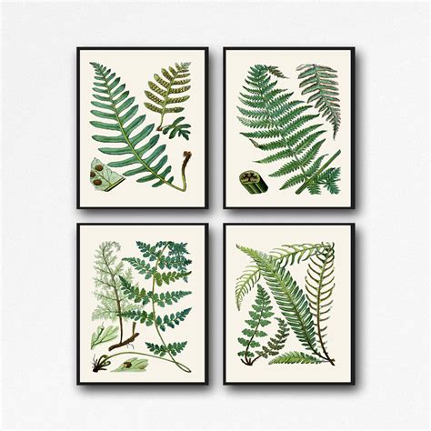 botanical fern set   posters nature inspired wall art fern