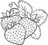 Strawberry Coloring Pages Fruits Print sketch template