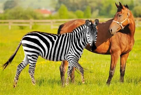 zebra  horse size      horse rider