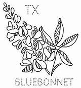Bluebonnet Coloring Getcolorings Printable 300px Color sketch template