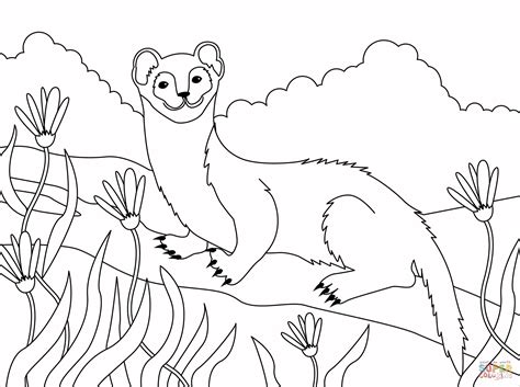 weasel coloring page  printable coloring pages