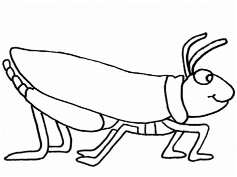 printable bug pictures coloring home