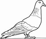 Pigeon Coloring Pages Clipart Colouring Printable Kids Color Drawing Bird Animals Pidgeons Book Print Sheet Cartoon Drawings Animal Dove Bestcoloringpagesforkids sketch template