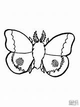 Moth Coloring Pages Nocturnal Animals Silk Drawing Comments Coloringbay Drawings sketch template