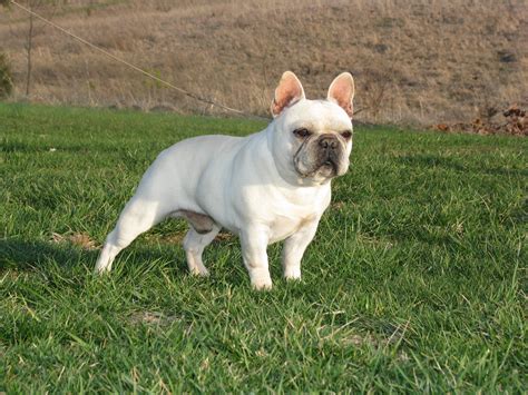color  frenchie bluegrass frenchies