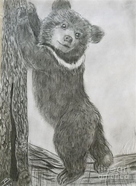 bear cub drawing  paintingvalleycom explore collection  bear cub