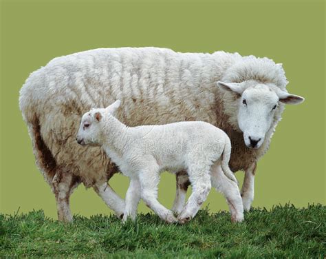 mother sheep  lamb photo wp