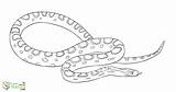 Coloring Snakes sketch template