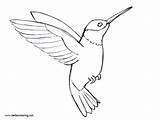 Hummingbird Coloirng sketch template