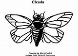 Coloring Cicada Pages Animals Painting Other Click sketch template
