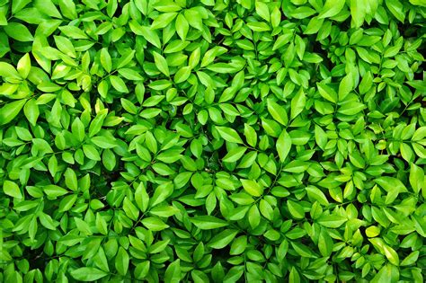 green leaves background    wallpaperscom