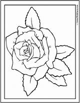 Coloring Rose Pages Roses Pdf Realistic Printable Color Lovely Kids Printables Customize Adults Greeting Preschool Fuzzy Card Used Colorwithfuzzy sketch template