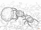 Beetle Coloring Dung Beetles Pages Printable Color Sketch Drawing Designlooter Flightless 1199 23kb Template Drawings sketch template