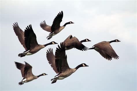 Divorce In Canada Geese Blog Nature Pbs