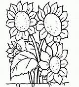 Mewarnai Bunga Matahari Girasoles Girasol Gogh Imagui Tanaman Diwarnai Docentes Warna Belum Mantul Catat Dibujando Vas sketch template