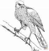Hawk Colorare Supercoloring Falco Prey Coopers Neocoloring sketch template