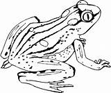Frog Coloring Pages Realistic Printable Coqui Frogs Poison Dart Color Getdrawings Launching Getcolorings Kids Colorings Drawing sketch template