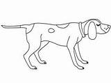 Coloring Dog Hound Coon Tick Getcolorings Printable Getdrawings sketch template