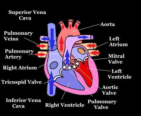 blood flow  heart diagrams  diagrams