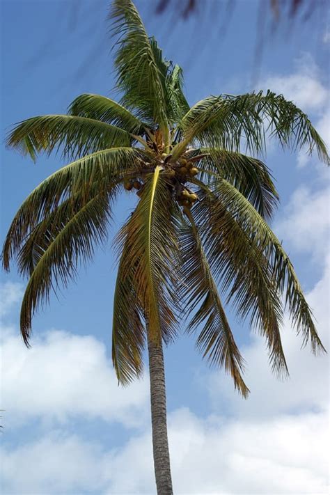 grow coconut palm gardening channel