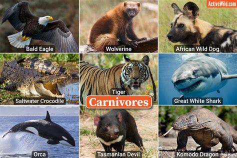 examples  carnivores carnivorous animals  attention