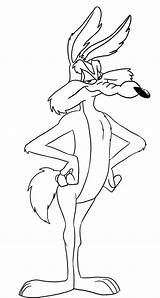 Coyote Looney Tunes Wile Coiote Lola Animati Dragoart Cartoni Roadrunner Colorearya Fumetto Pagine Artistici Schizzi Tudodesenhos sketch template