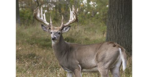 5 Rationales For Shooting Does Instead Of Bucks