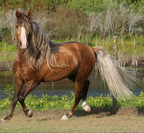 chocolate palomino horses chocolate palomino omnibus equus horses beautiful horses
