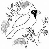 Cardinal Coloring Pages Printable Bird Winter Color Clipart Red Cardinals Kids Birds Library Choose Board Popular Books sketch template