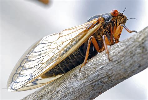 cicadas   east coast  storm   years
