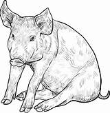 Pig Drawing Sketch Line Realistic Face Peppa Head Drawings Actress Animals Paintingvalley Getdrawings sketch template