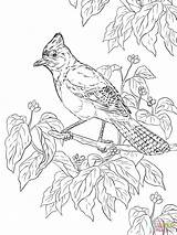 Coloring Pages Realistic Jay Printable Birds Bird Steller Drawing Blue Kids Colouring Officer Buckle Adult Color Supercoloring Gloria Coloringbay Easy sketch template
