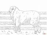 Sheep Coloring Pages Merino Print Minecraft Cute Outline Color Printable Getcolorings Drawing Colorings Skip Main Getdrawings Popular Plain Decoration sketch template