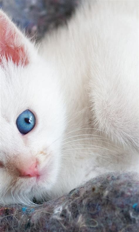 beautiful white kitten  blue eyes hd wallpaper