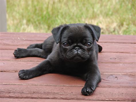 interesting facts  pug puppies furry babies