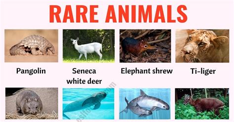 rare animals