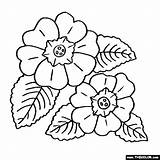 Primula Primrose Fiori Thecolor Bezoeken sketch template