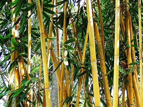 werking van bamboe voor onze gezondheid herbologie