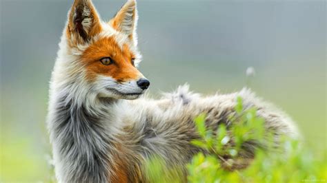 wild fox art hd artist  wallpapers images backgrounds   pictures