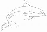 Kolorowanki Dolphin Delfiny Zwierzeta Zwierzęta Correa Paula sketch template