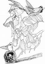 Hummingbirds Hummingbird Koliber Supercoloring Nesting Throated Adult Kolorowanka Drukuj sketch template