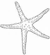 Estrellas Estrella Starfish Equinodermos Etoile Coloriage Chachipedia Coloriages Invertebrados Colorier Marina sketch template