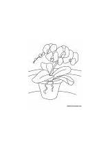 Orchid Coloring Bird Plant Flowers sketch template