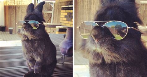 bunny puts  sunglasses  starts  epic photoshop battle  pics demilked