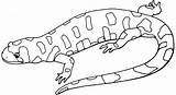 Lizard Coloring Pages Kids Gecko Salamander Drawing Template Printable Gila Monster Outline Print Coloring4free Dragon Sketch Templates sketch template